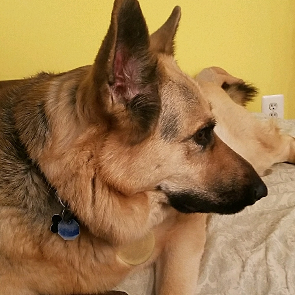 Meet your Posher, Suzie